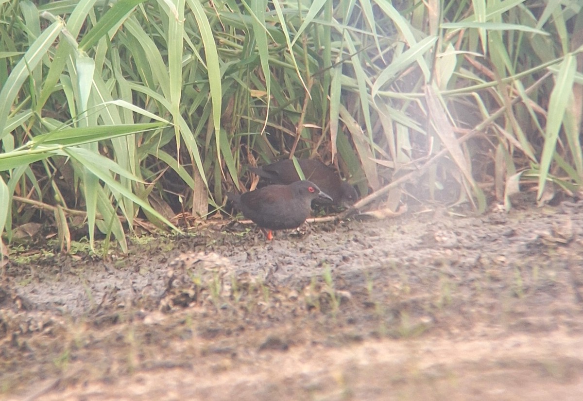 Spotless Crake - ML645702210