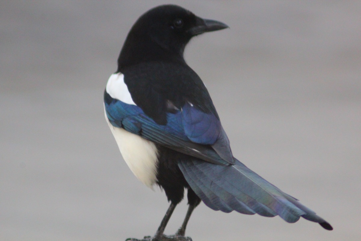 Orientelster - ML645702225