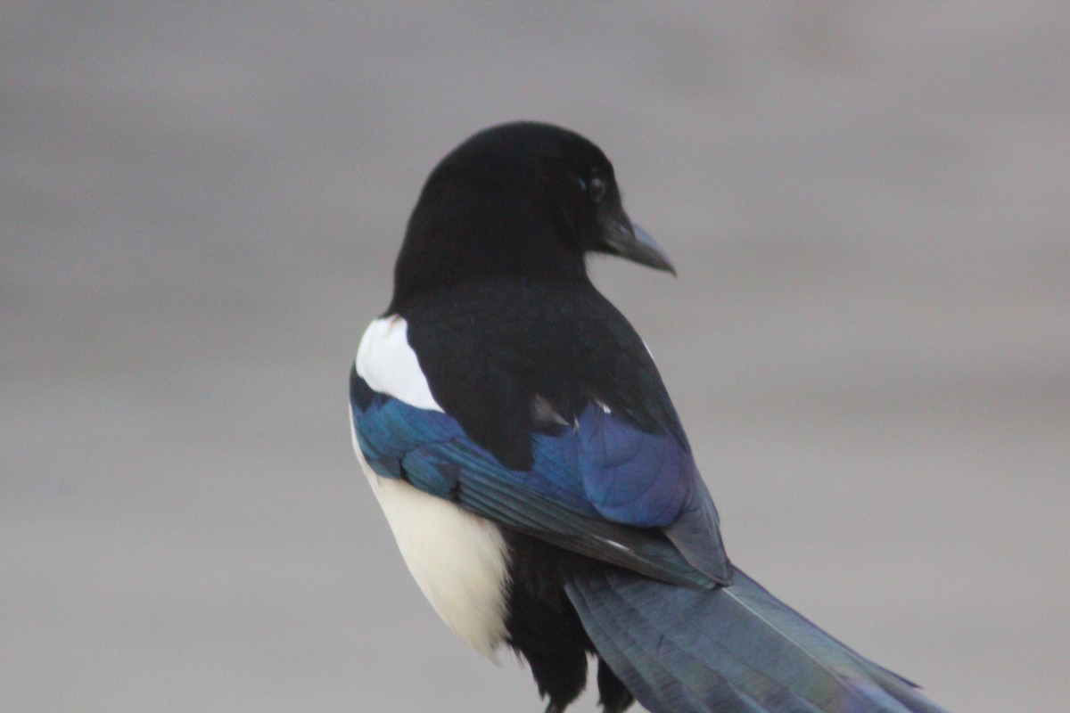 Orientelster - ML645702226