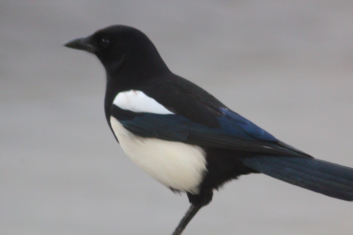 Orientelster - ML645702227