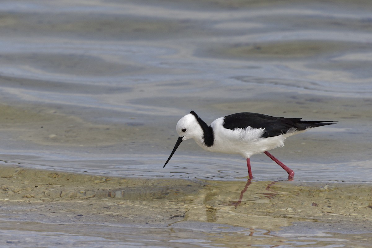 Pied Stilt - ML645702250