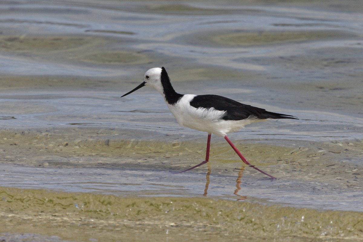 Pied Stilt - ML645702251
