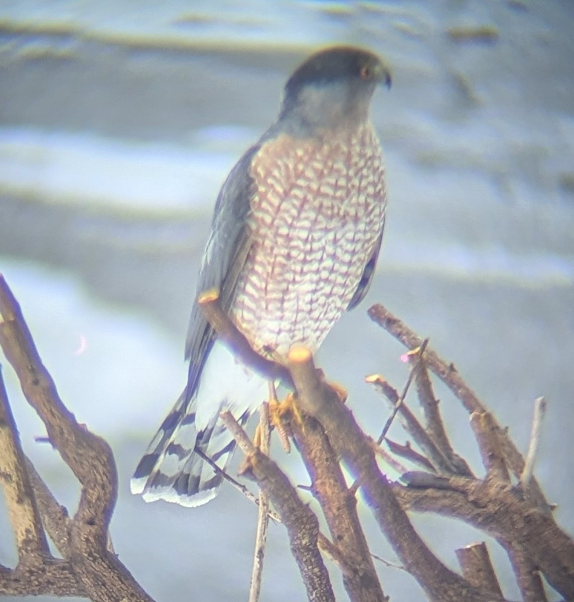 Cooper's Hawk - ML645702255