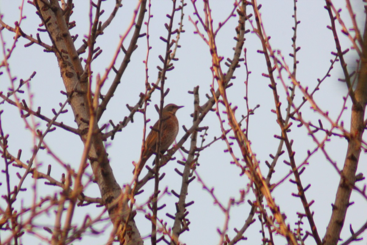Naumann's Thrush - ML645702256