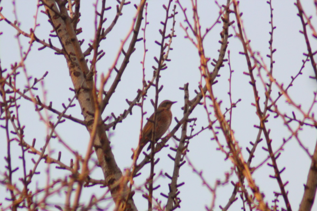 Naumann's Thrush - ML645702257