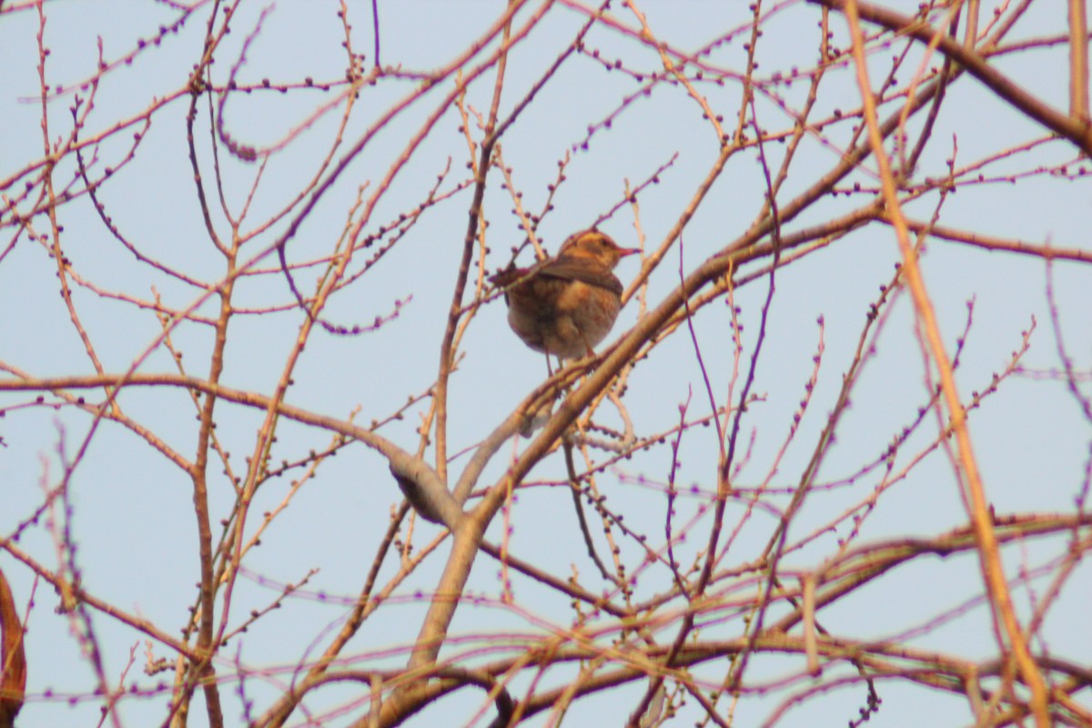 Zorzal de Naumann - ML645702258