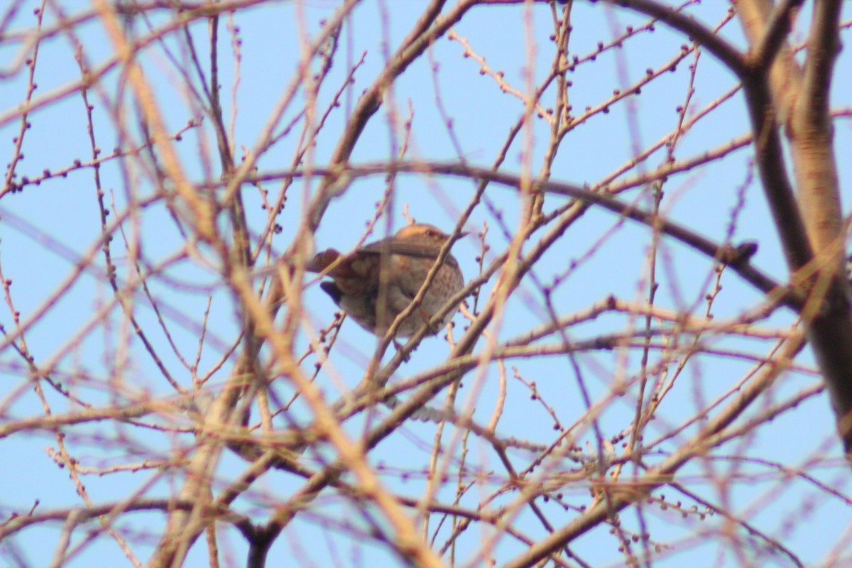 Zorzal de Naumann - ML645702259