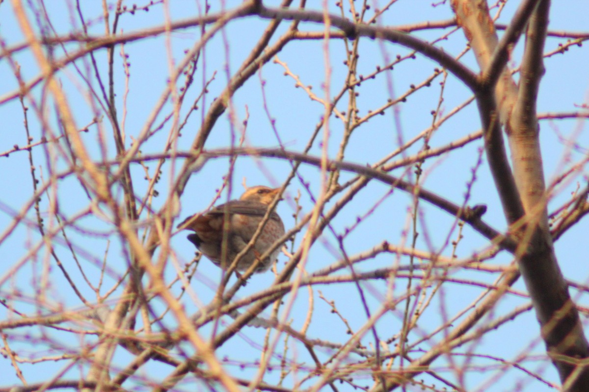 Zorzal de Naumann - ML645702260