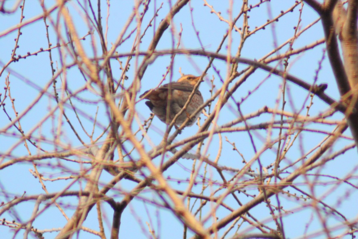 Zorzal de Naumann - ML645702261