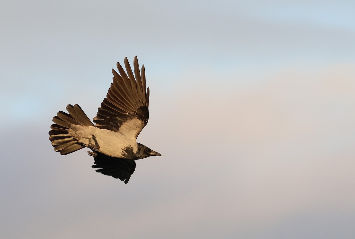 Hooded Crow - ML645702266