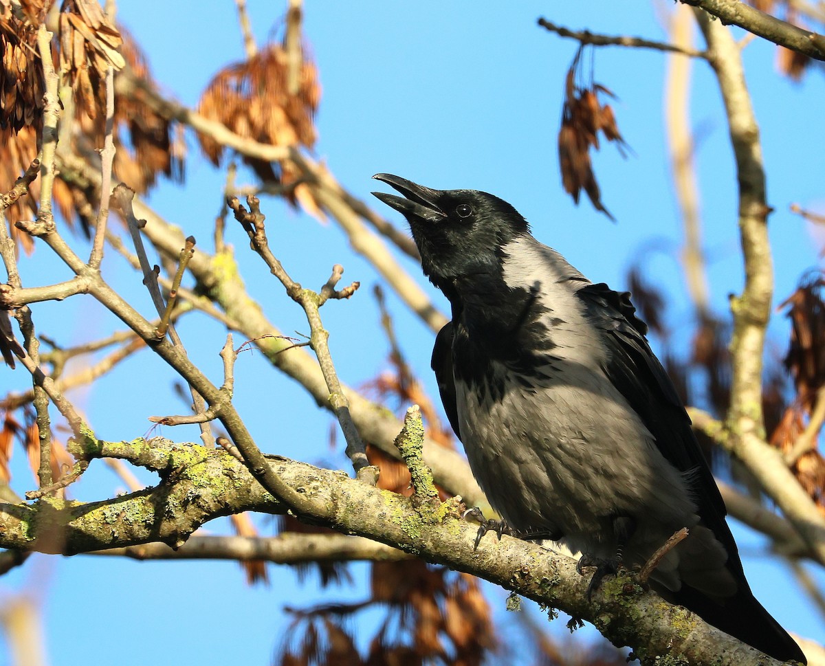 Corneja Cenicienta - ML645702267