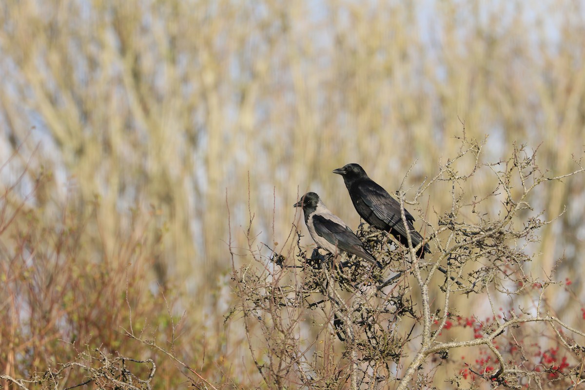 Corneja Cenicienta - ML645702269