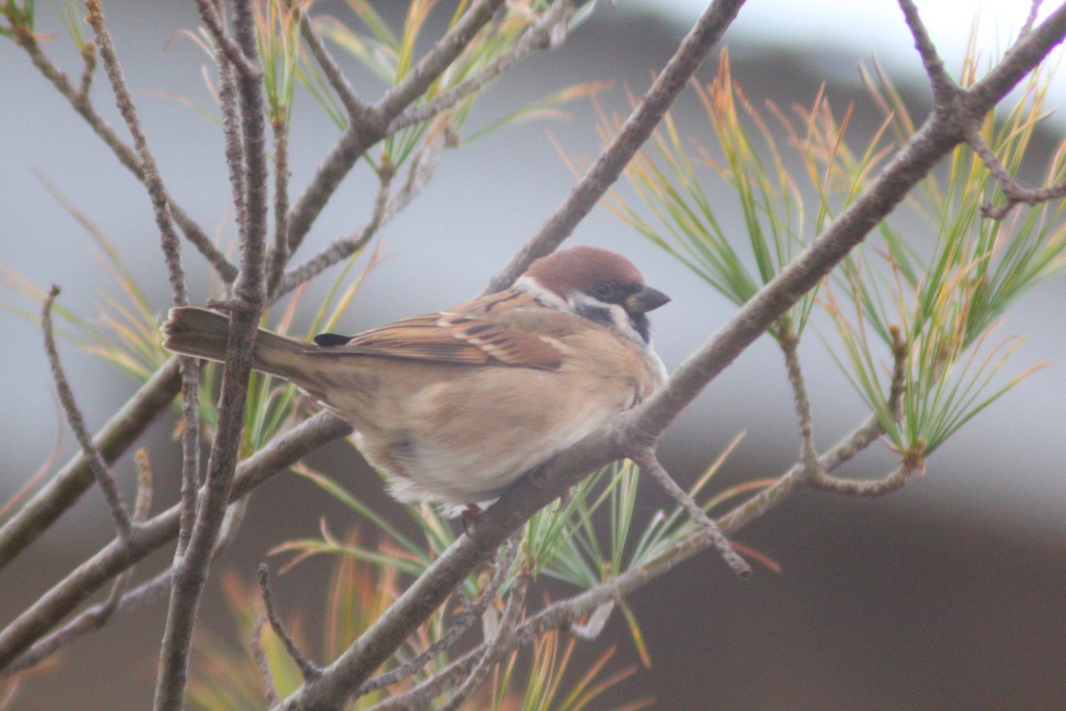 Gorrión Molinero - ML645702270