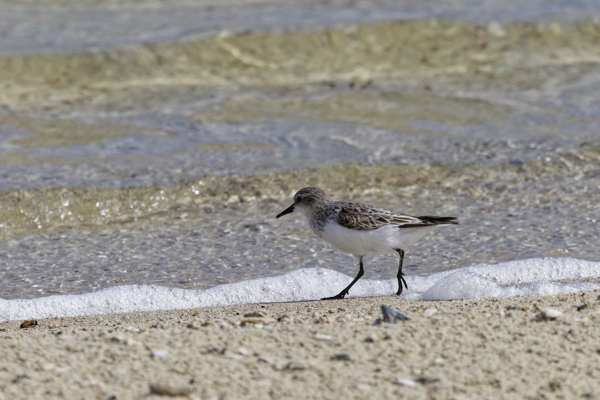 Correlimos Cuellirrojo - ML645702271