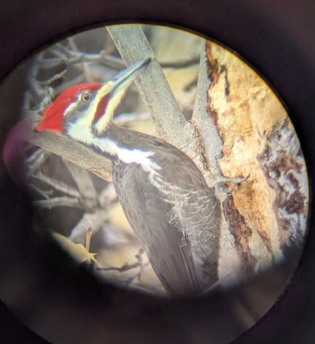 Picamaderos Norteamericano - ML645702273