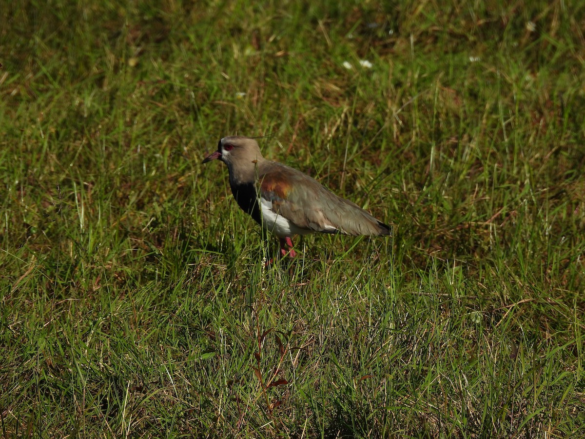 Avefría Tero - ML645702274