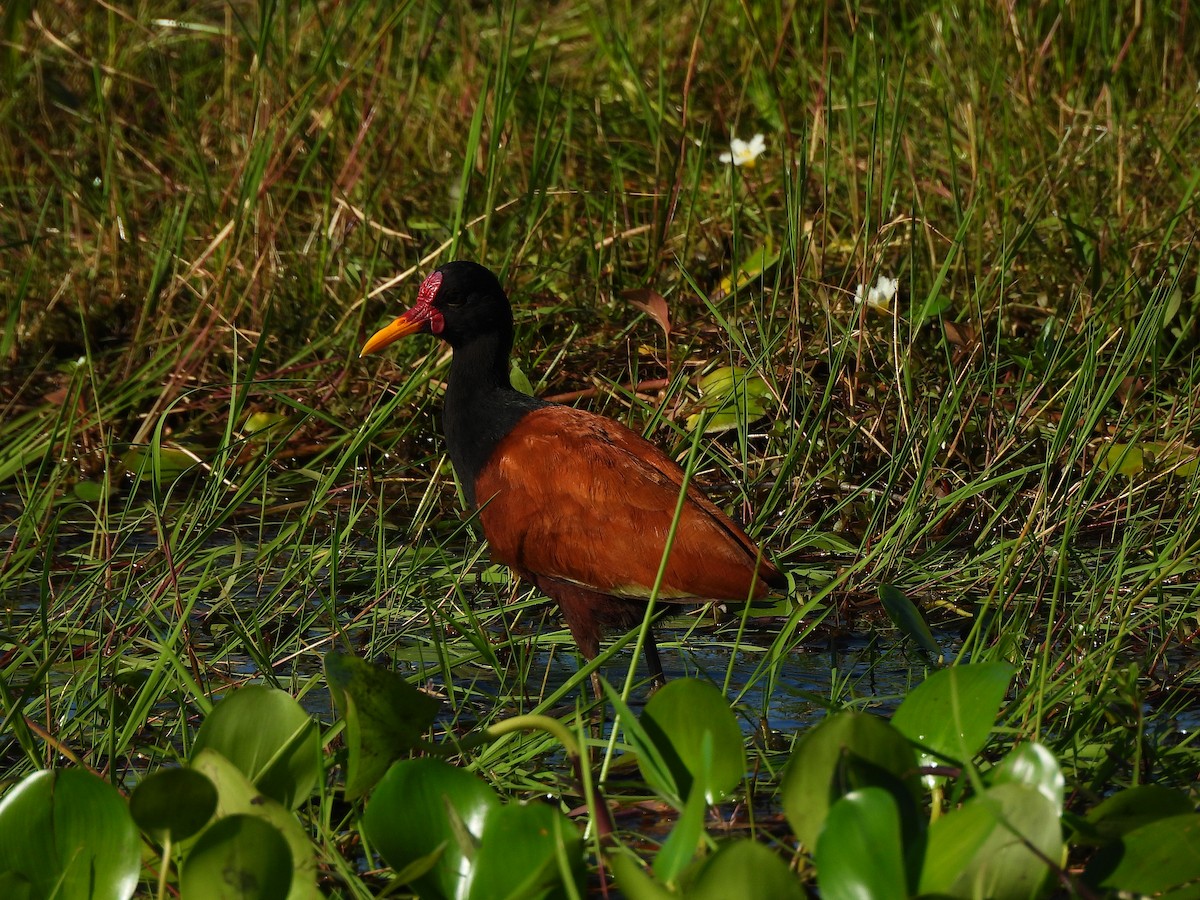Jacana Sudamericana - ML645702278