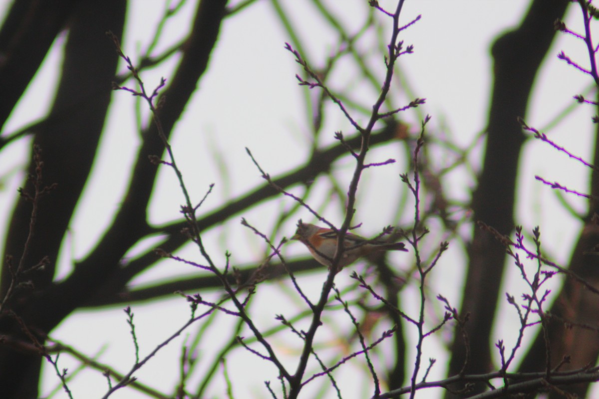 Pinzón Real - ML645702279