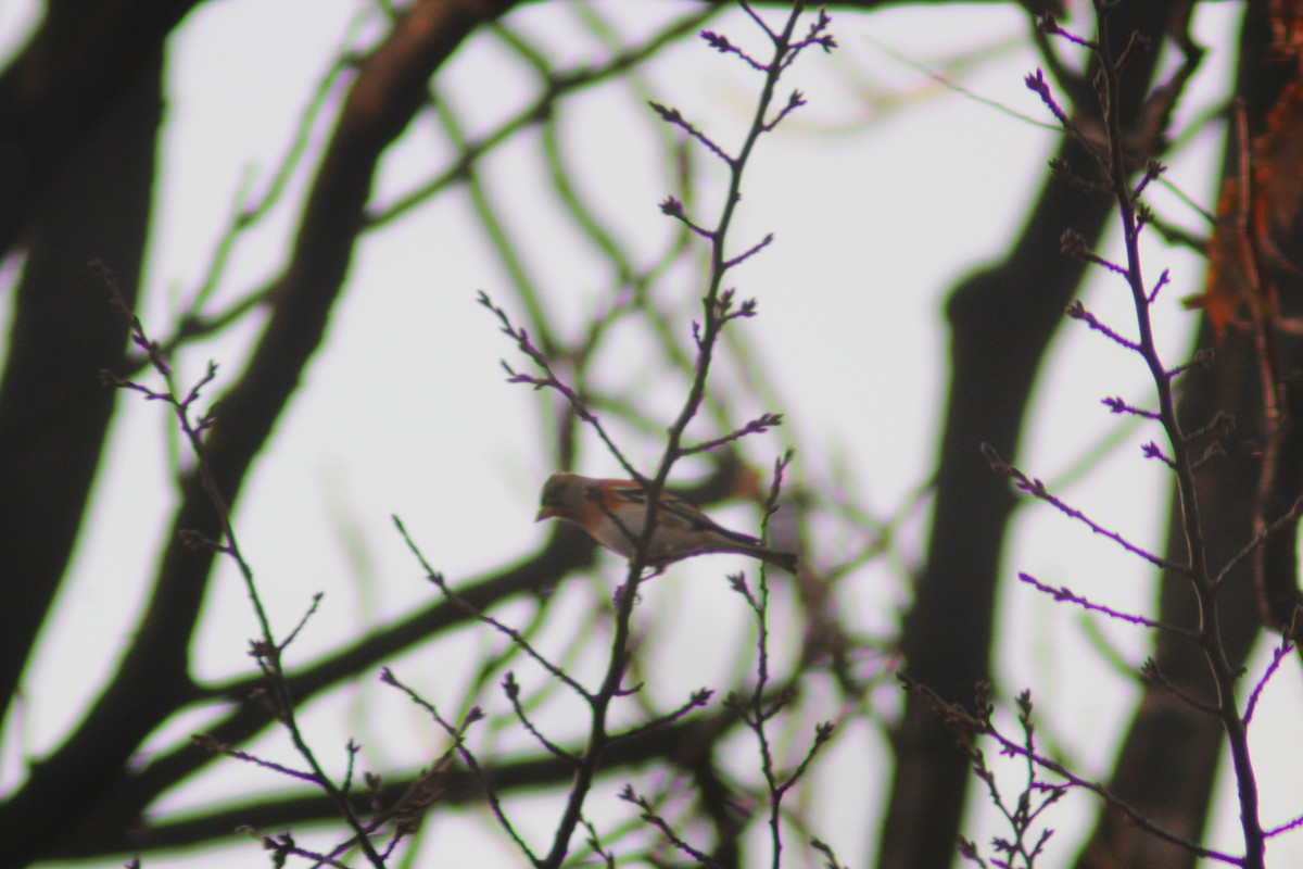 Pinzón Real - ML645702280