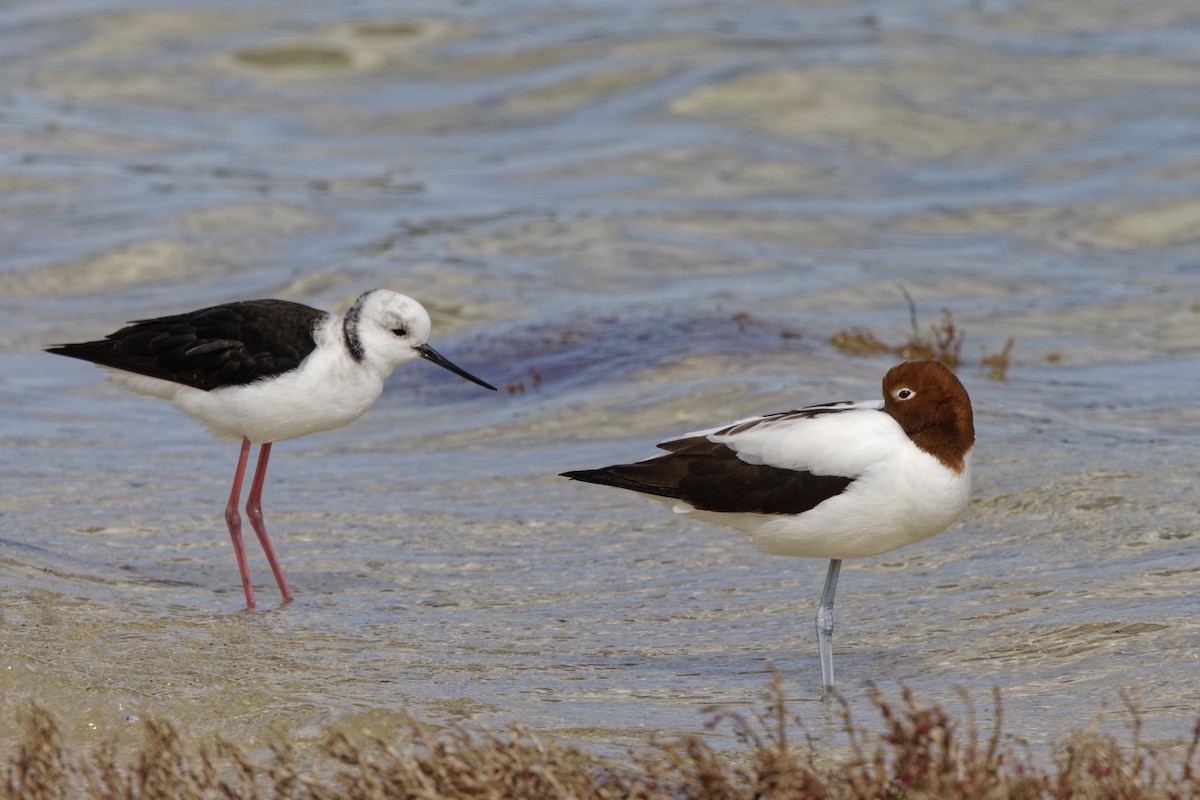 Avoceta Australiana - ML645702281