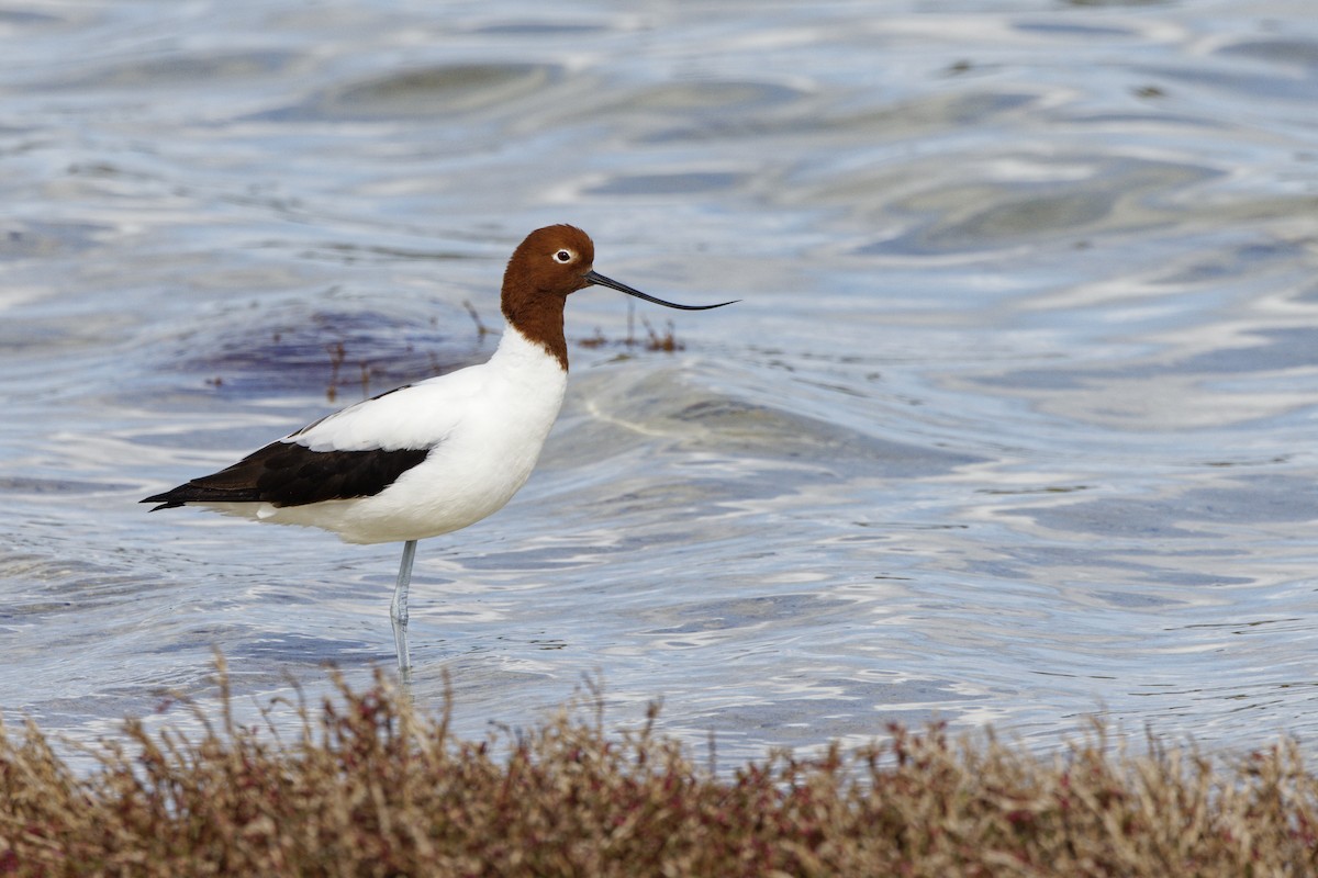 Avoceta Australiana - ML645702282