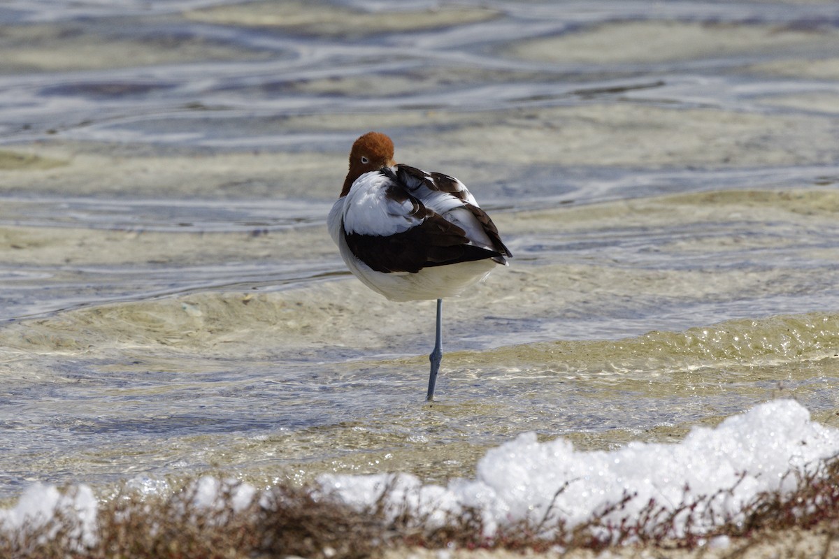 Avoceta Australiana - ML645702283