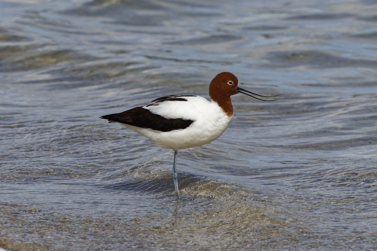 Avoceta Australiana - ML645702284