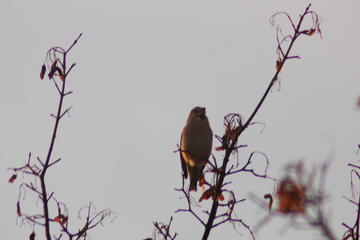 Picogordo Común - ML645702286