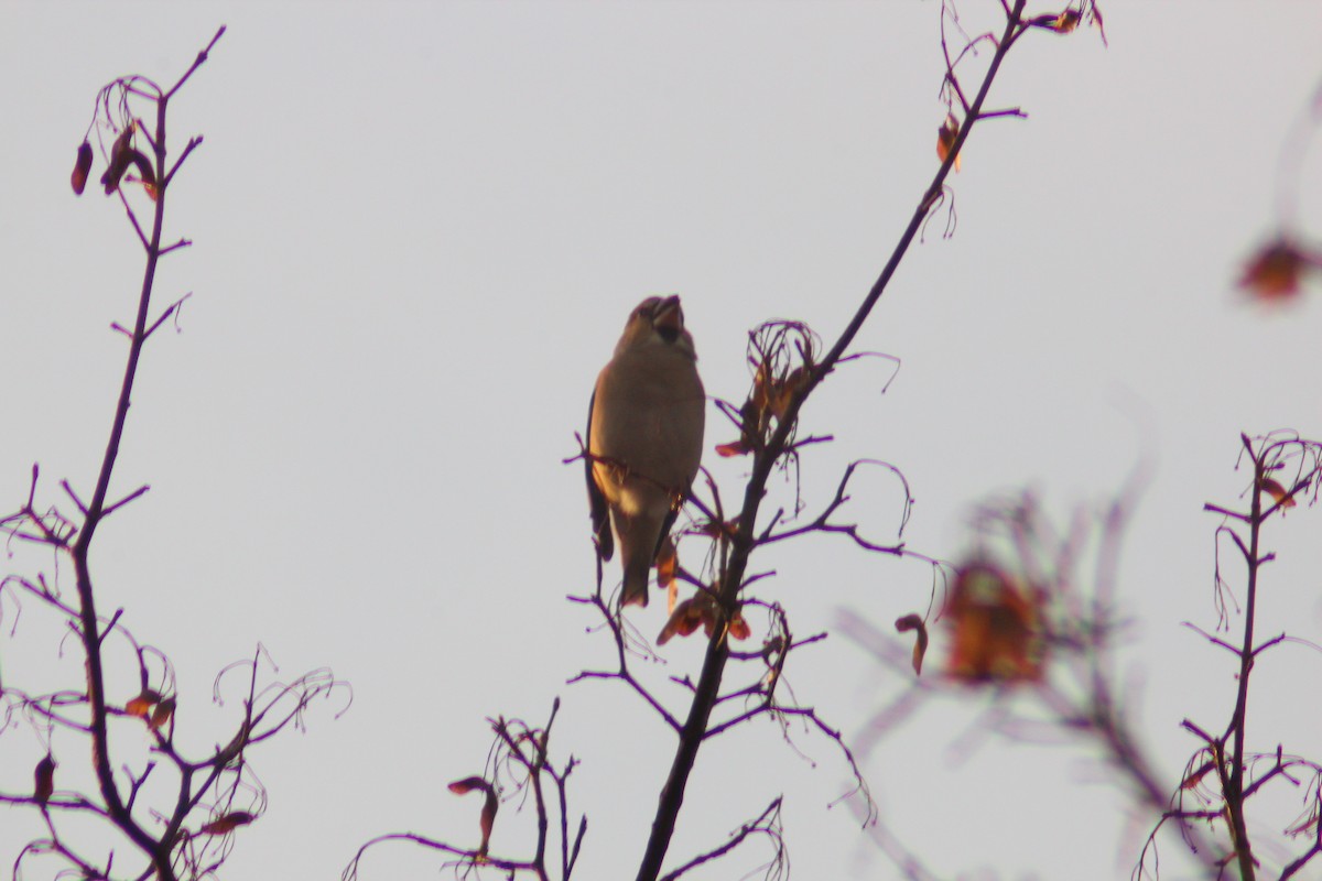 Picogordo Común - ML645702287