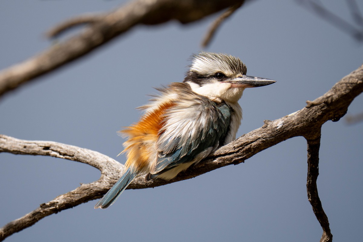 Alción Culirrojo - ML645702294