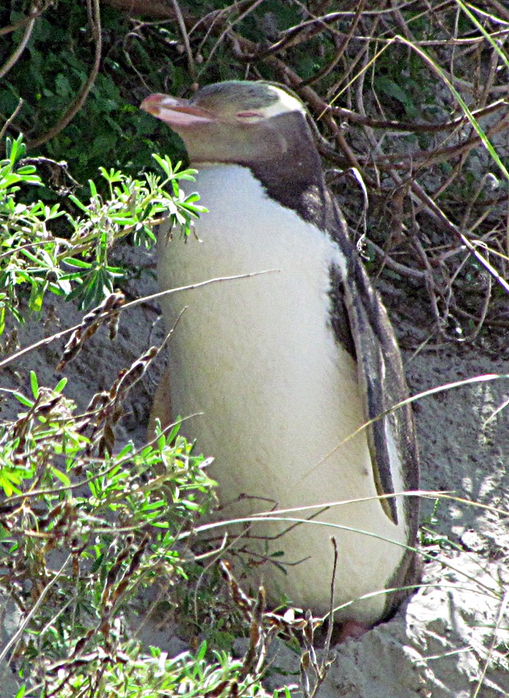 Pingüino Ojigualdo - ML645702300