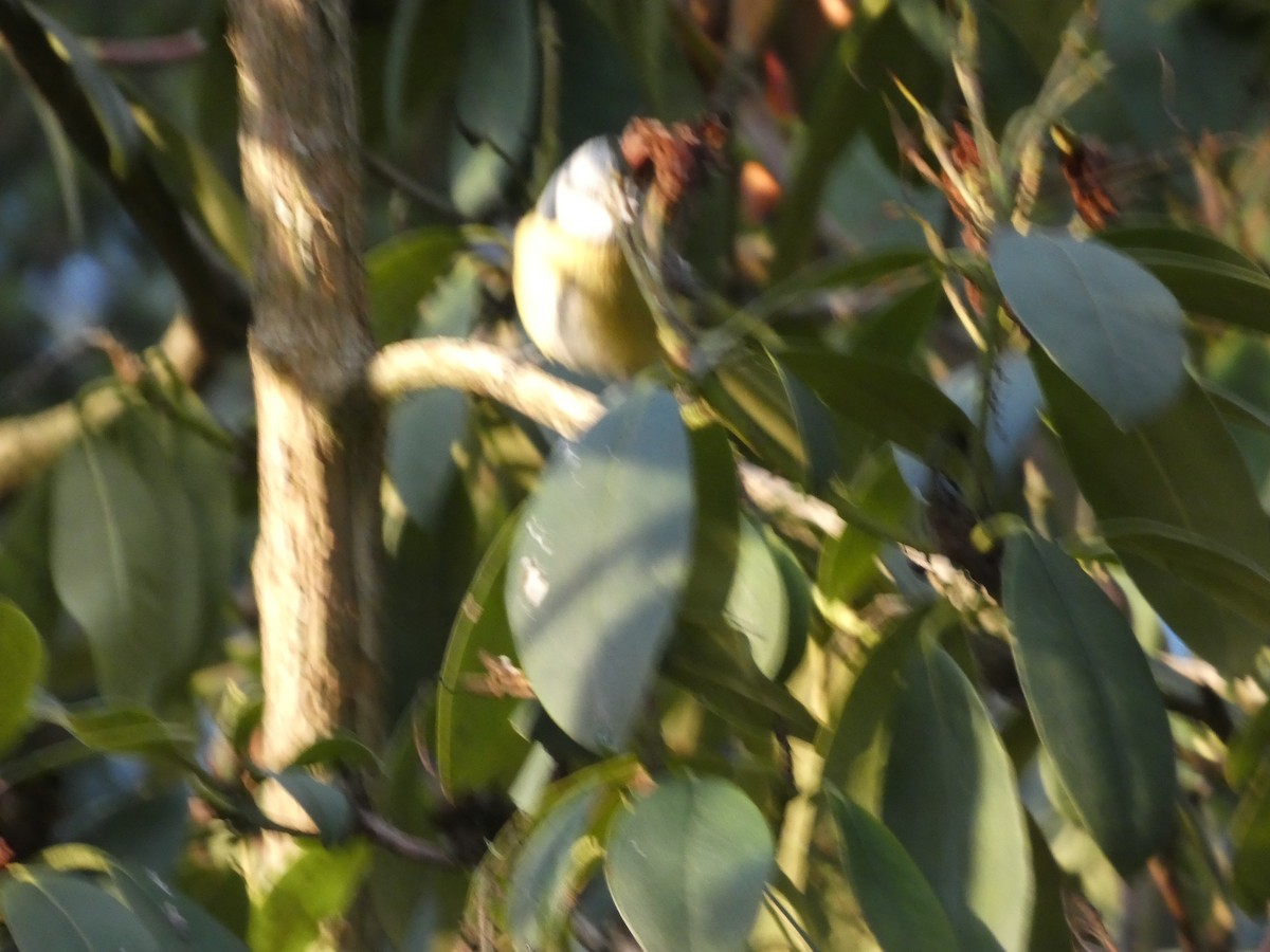 Eurasian Blue Tit - ML645702302