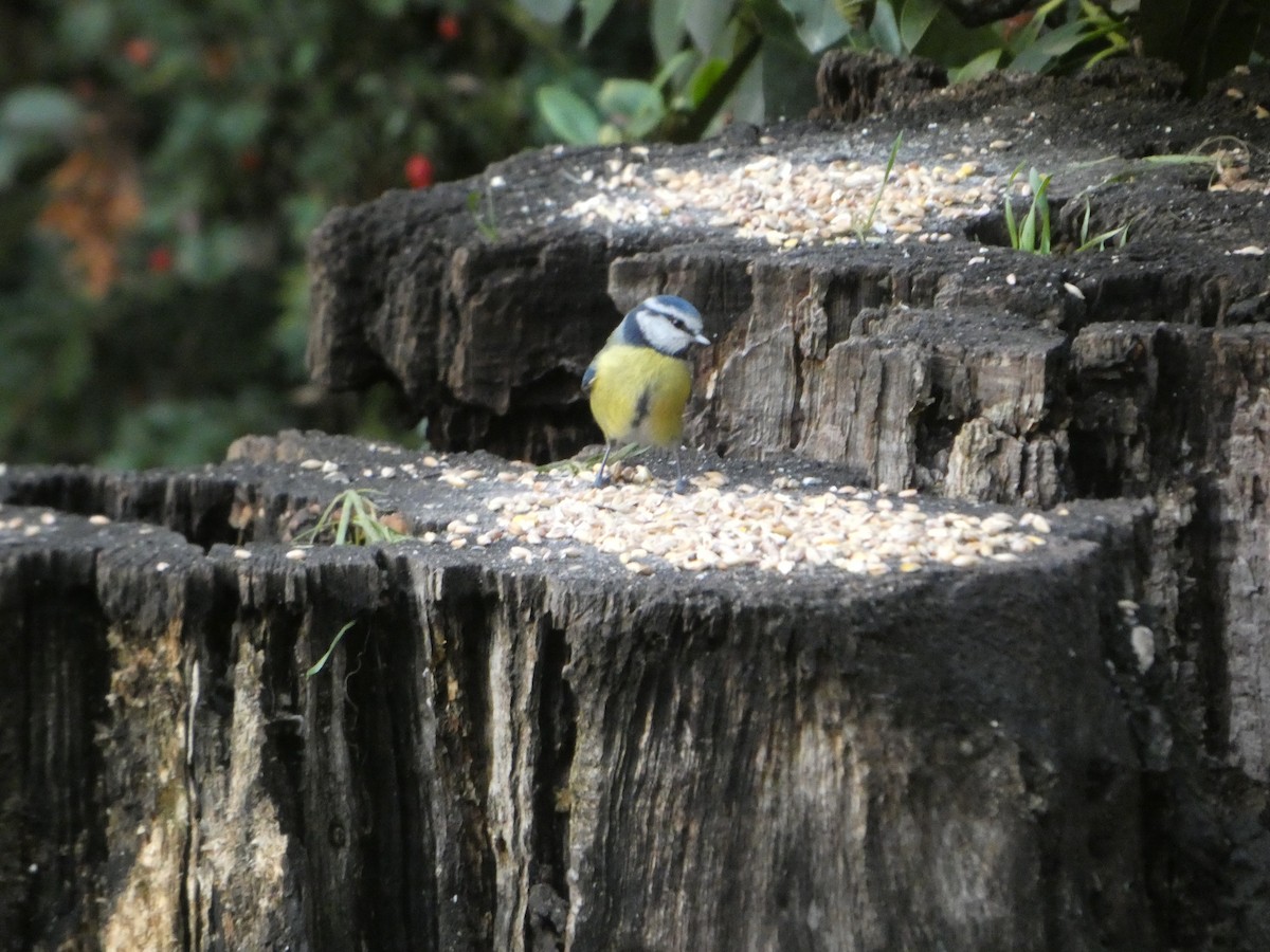 Eurasian Blue Tit - ML645702303