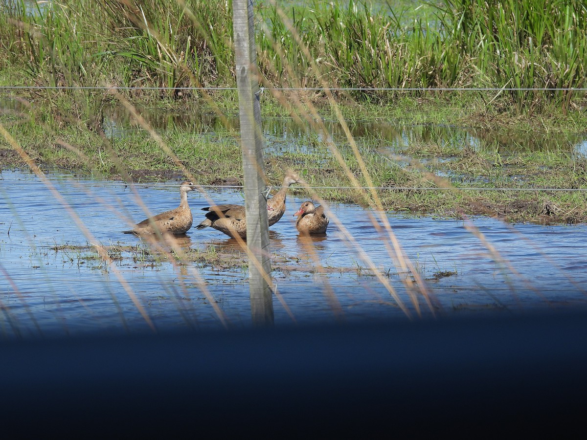 Brazilian Teal - ML645702310