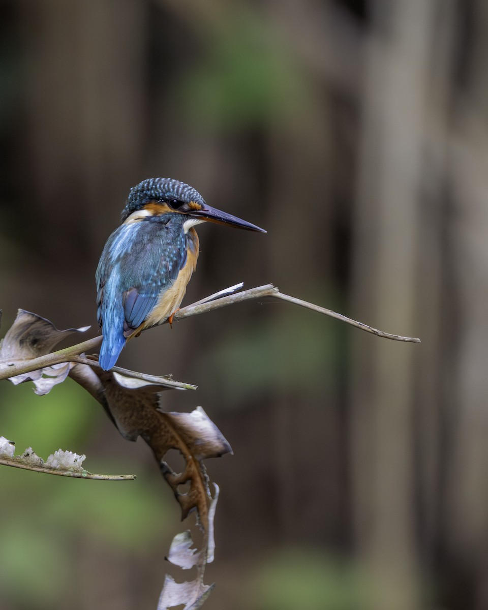 Common Kingfisher - ML645702342