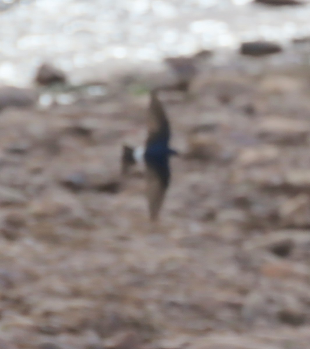 Chilean Swallow - ML645702346