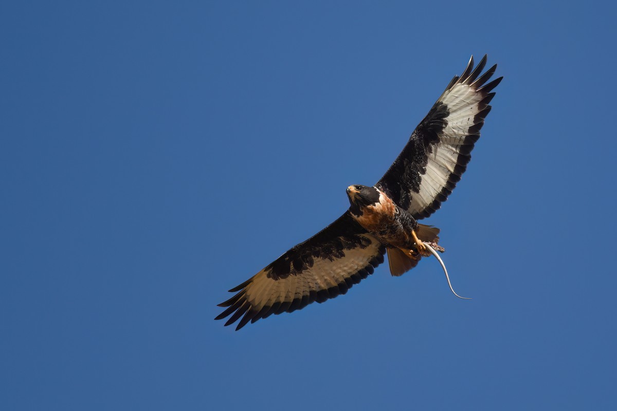 Jackal Buzzard - ML645702352