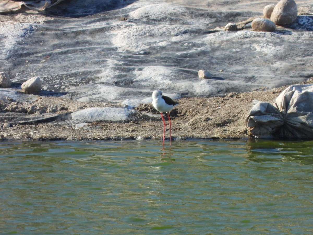 高蹺鴴 - ML645702353