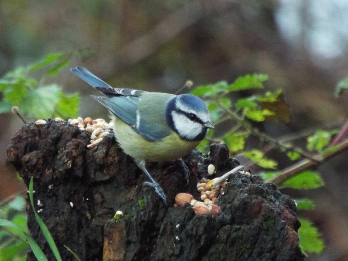 Eurasian Blue Tit - ML645702358