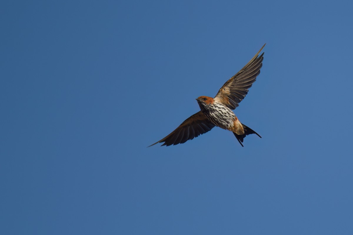 Lesser Striped Swallow - ML645702361