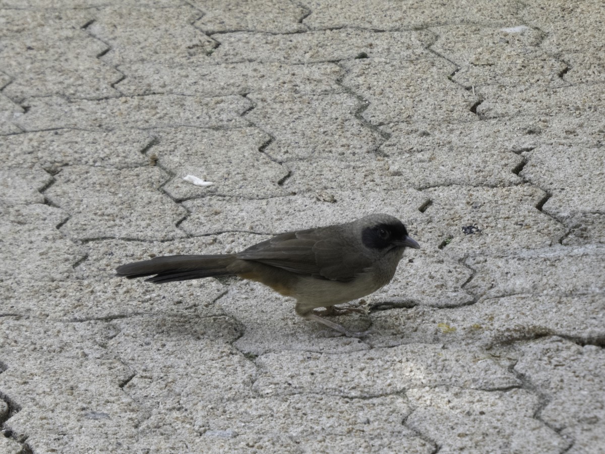 Masked Laughingthrush - ML645702388