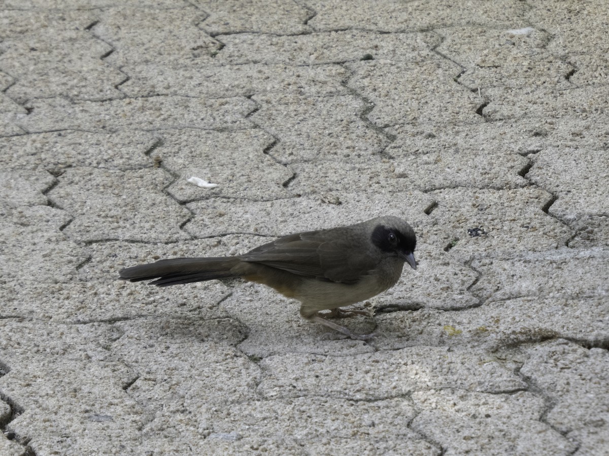 Masked Laughingthrush - ML645702389