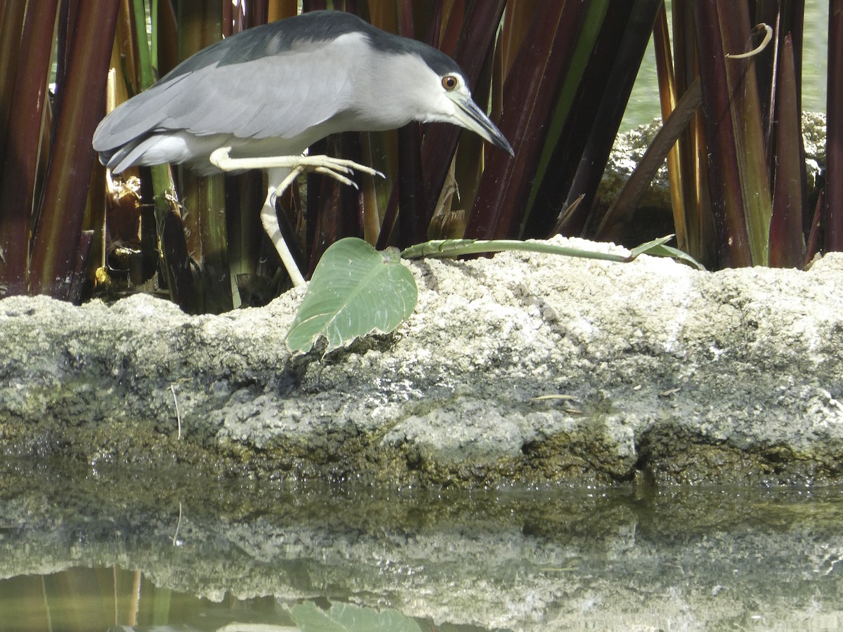 Nitticora - ML645702397