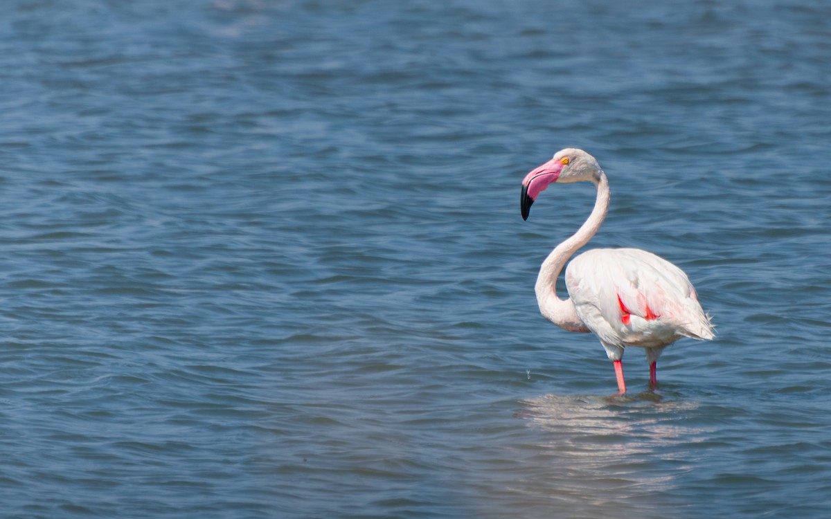 Greater Flamingo - ML645702404