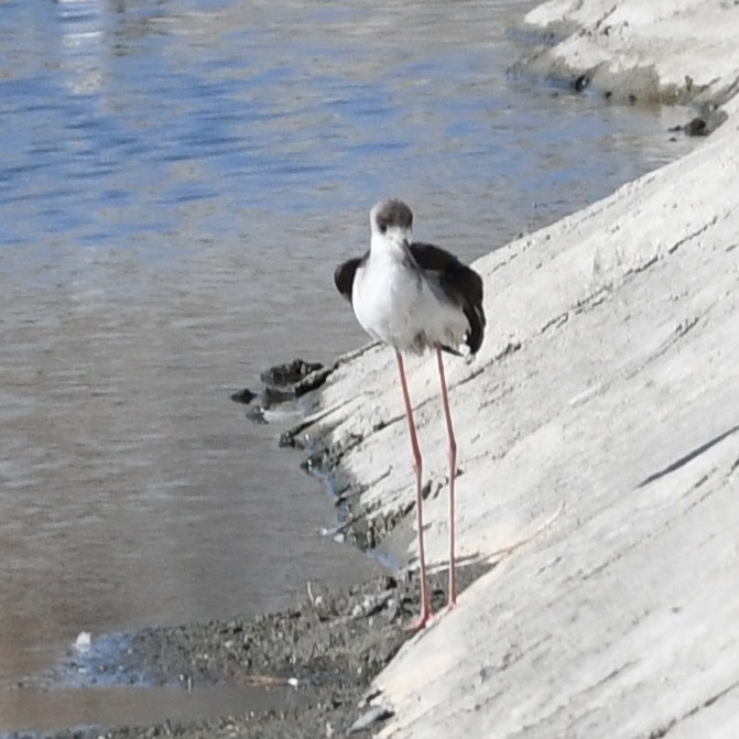 高蹺鴴 - ML645702421