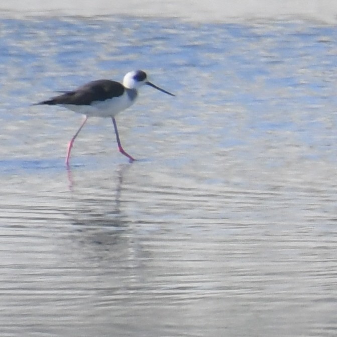 高蹺鴴 - ML645702422