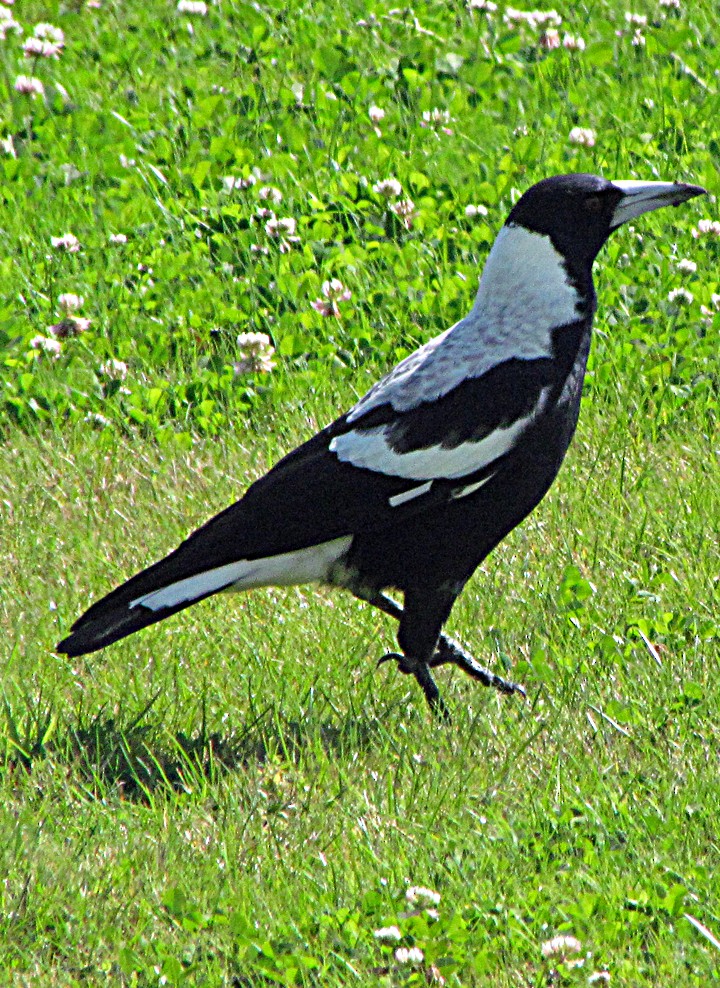 Australian Magpie - ML645702425