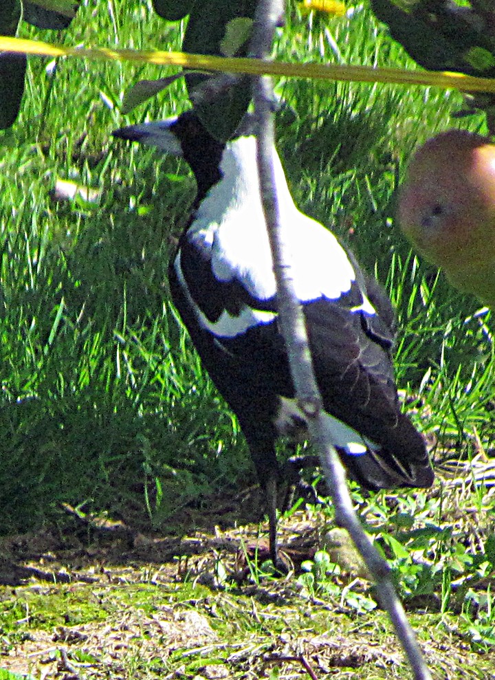 Australian Magpie - ML645702431