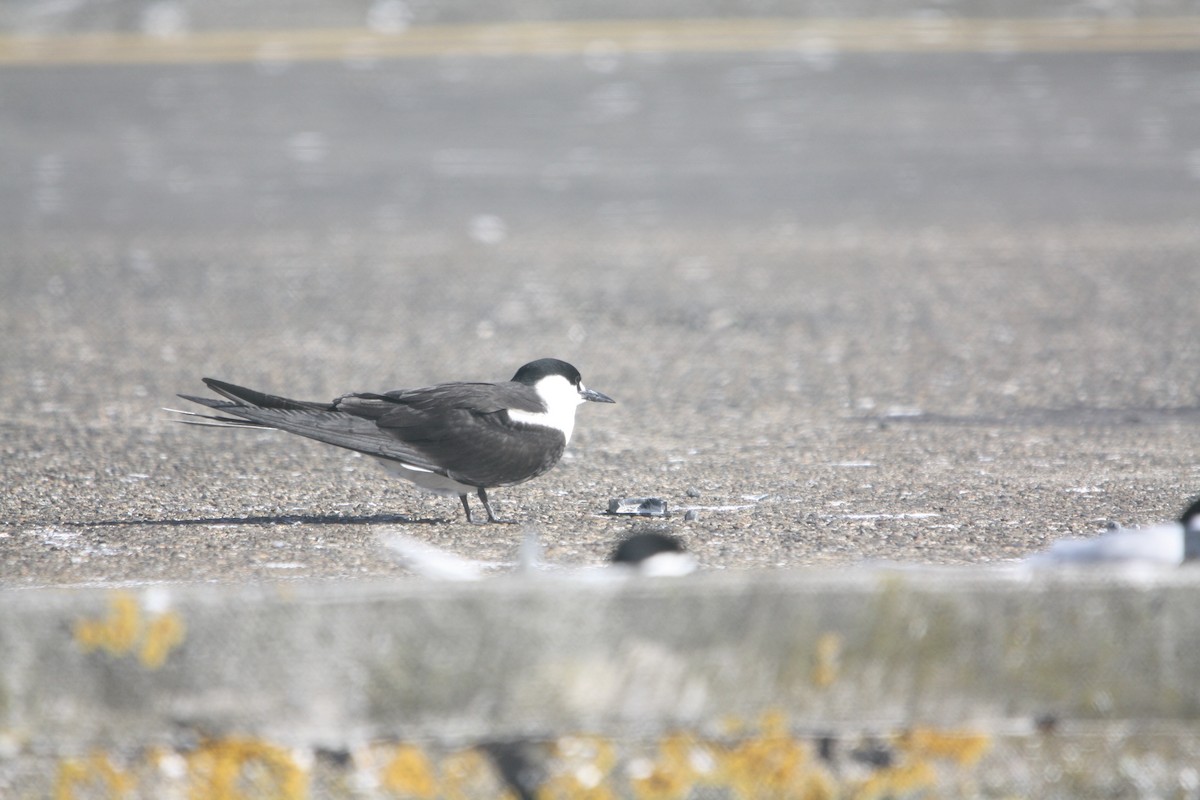 Sooty Tern - ML645702437