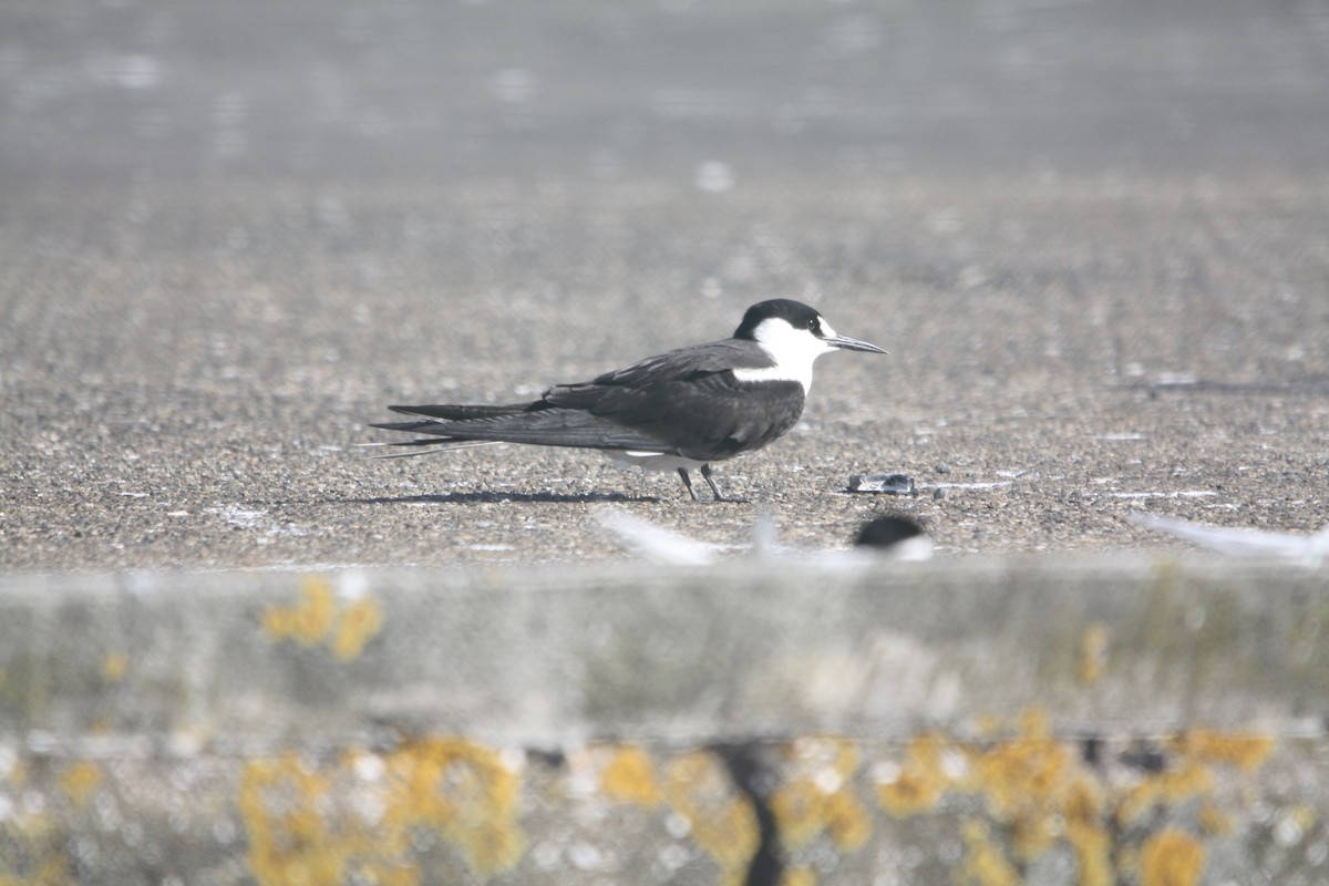 Sooty Tern - ML645702438